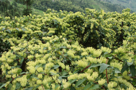 隆回金银花种植基地